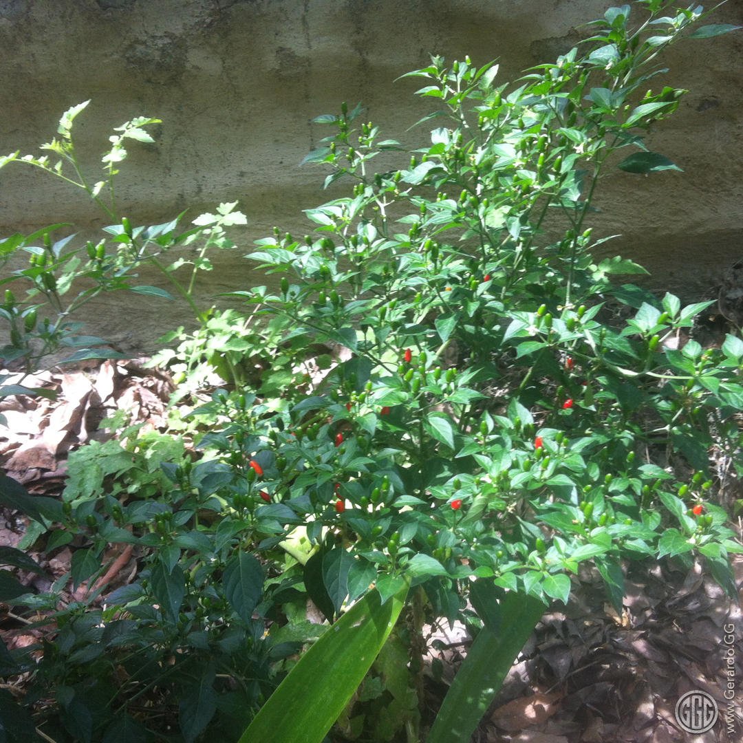 Barda jardinera produciendo Barda jardinera produciendo